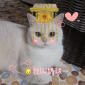 猫meme开心剧场