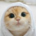 圆宝生气惹🐣