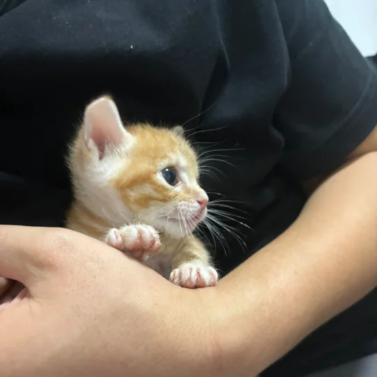 流浪猫崽赵小强