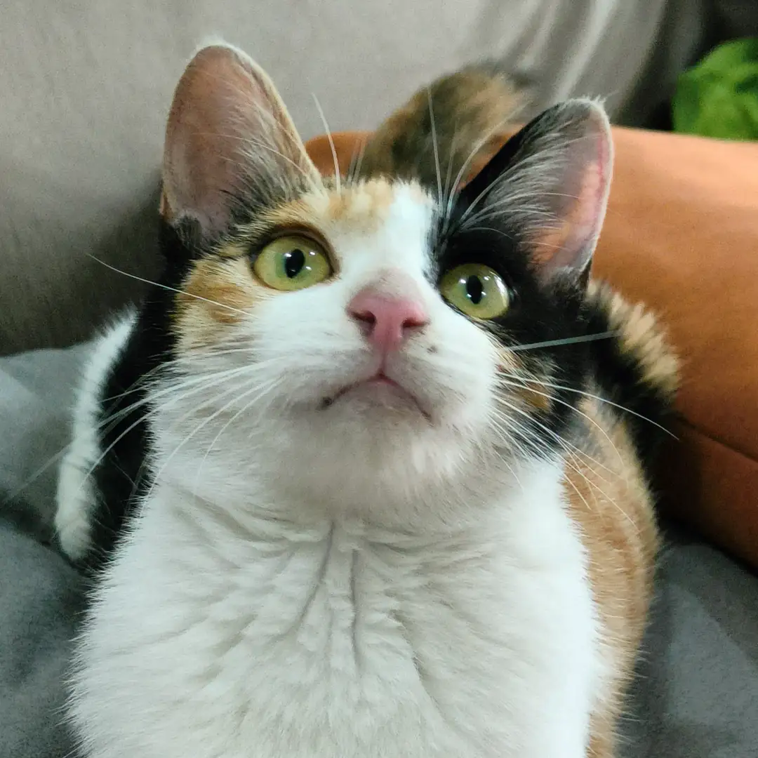 超级无敌大开门