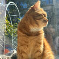 米粒是只橘猫